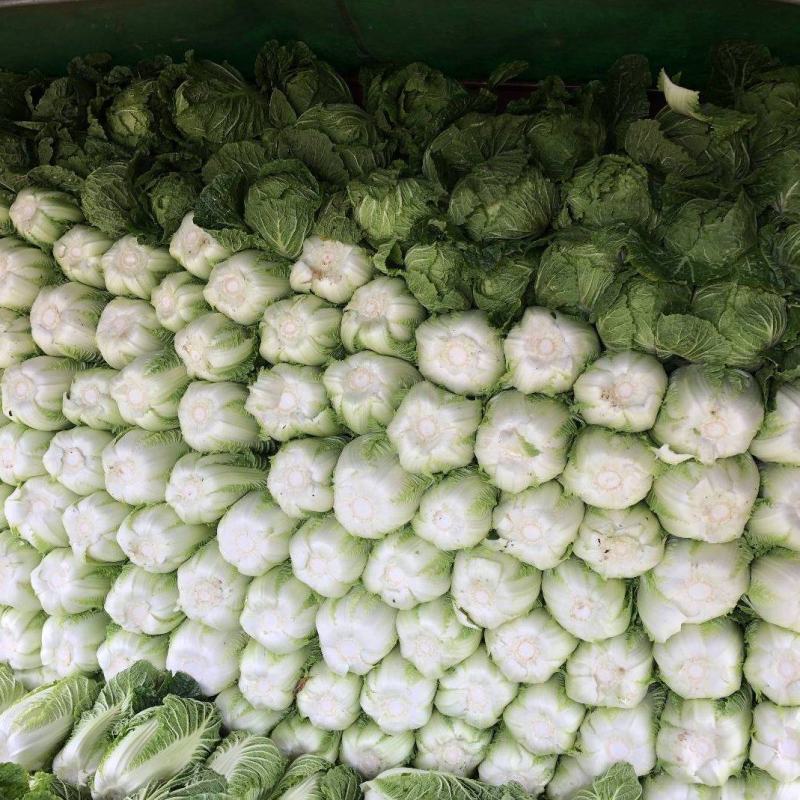 湖北黄心大白菜大量供应视频看货代发全国品质保证