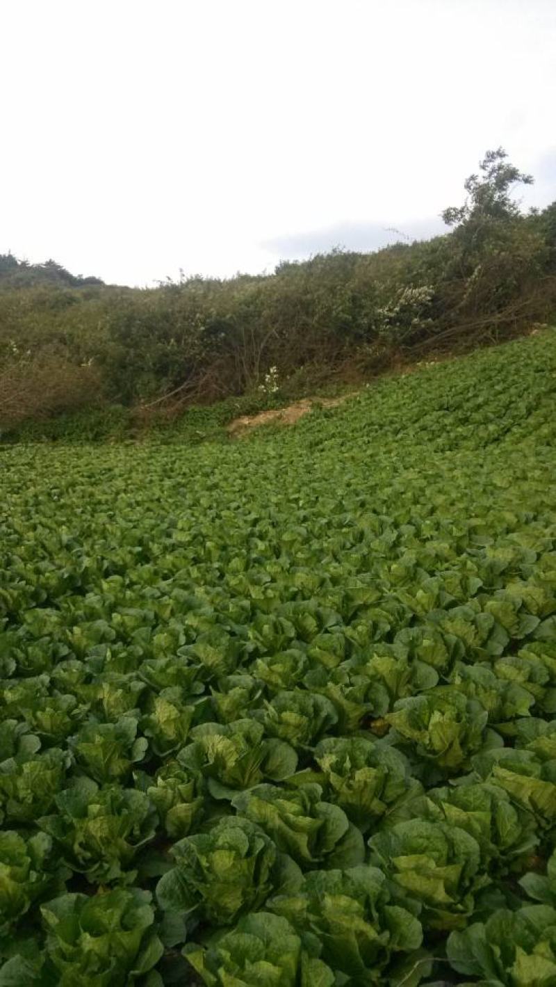 湖北黄心大白菜大量供应视频看货代发全国品质保证