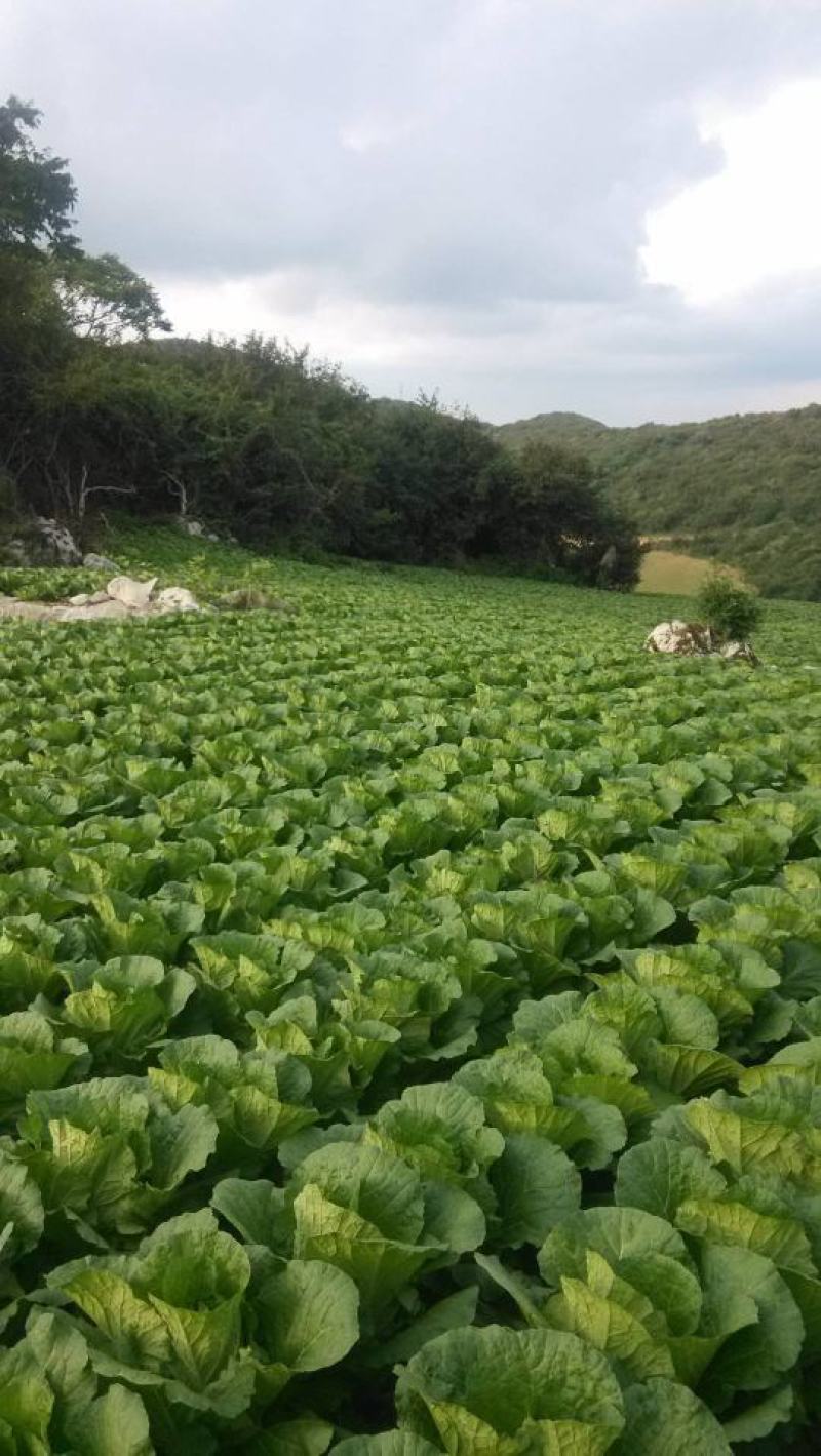 湖北黄心大白菜大量供应视频看货代发全国品质保证