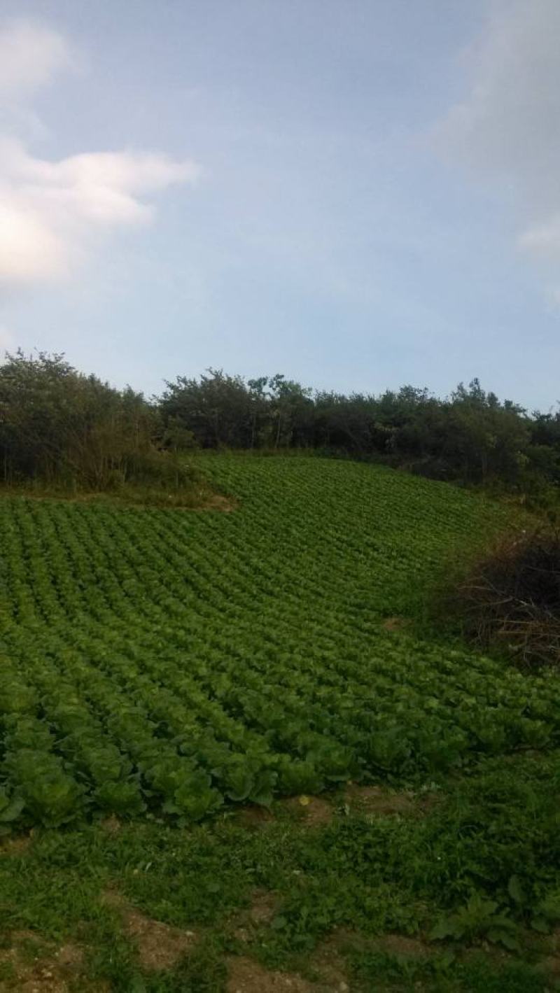 湖北黄心大白菜大量供应视频看货代发全国品质保证