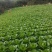 湖北黄心大白菜大量供应视频看货代发全国品质保证