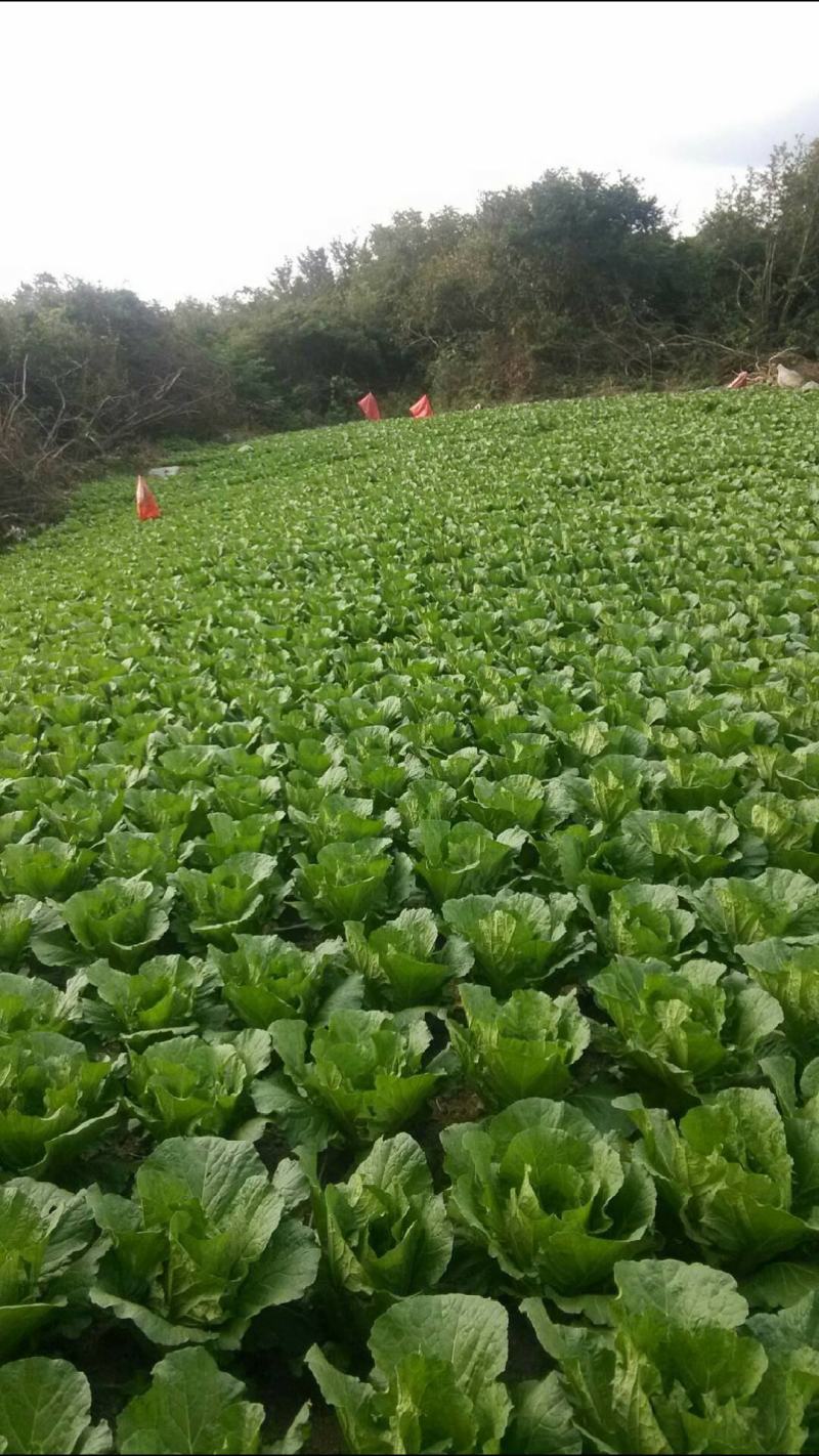 湖北黄心大白菜大量供应视频看货代发全国品质保证