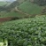 湖北黄心大白菜大量供应视频看货代发全国品质保证