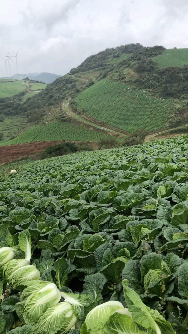 湖北黄心大白菜大量供应视频看货代发全国品质保证