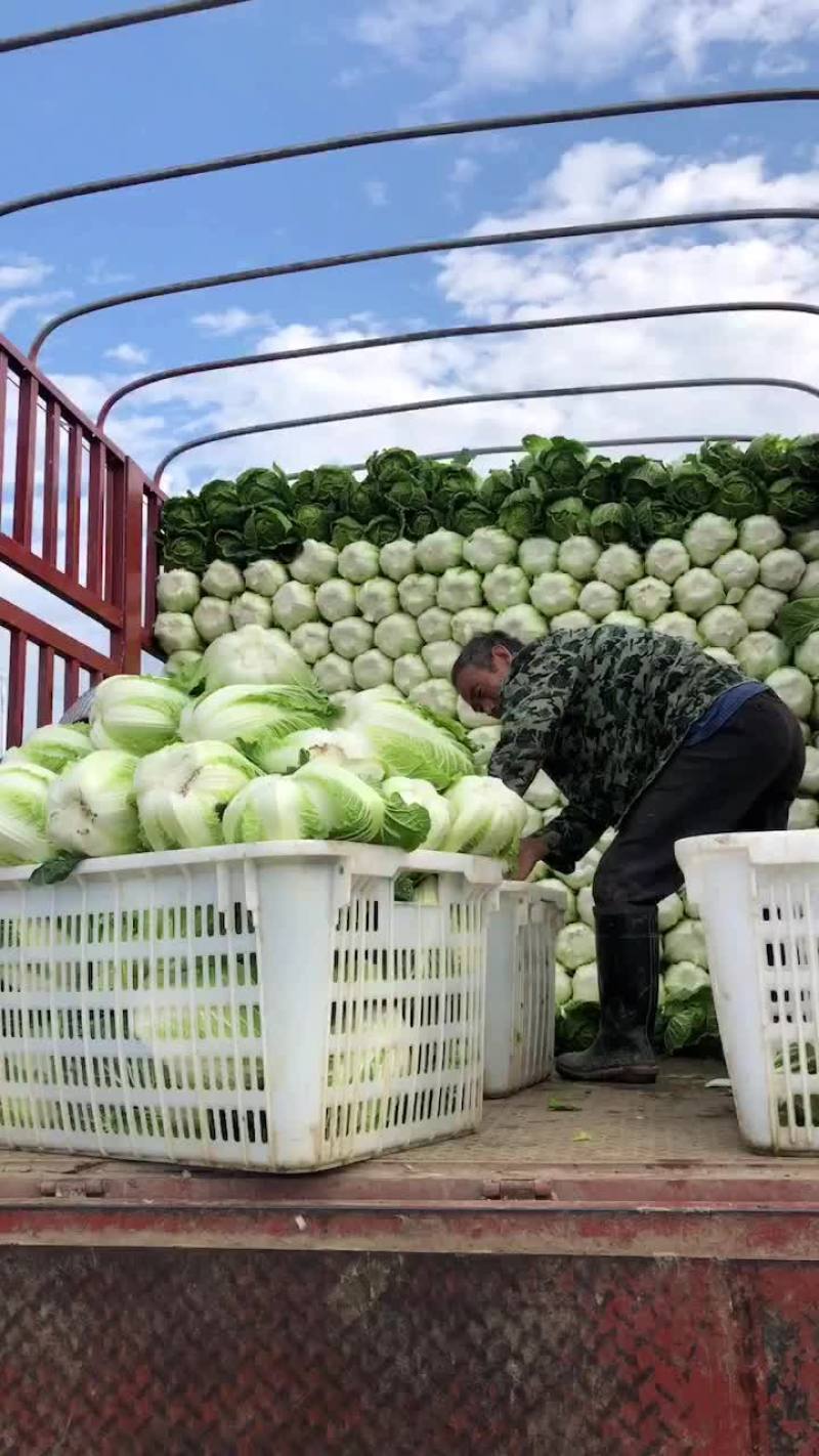 湖北黄心大白菜大量供应视频看货代发全国品质保证