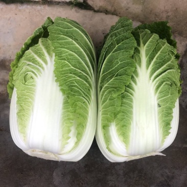 湖北黄心大白菜大量供应视频看货代发全国品质保证