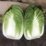 湖北黄心大白菜大量供应视频看货代发全国品质保证