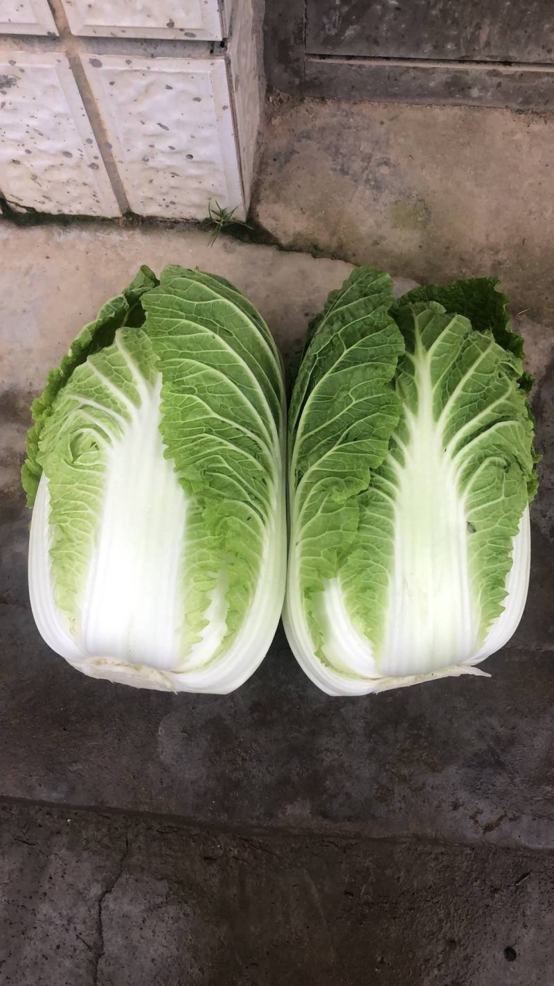 湖北黄心大白菜大量供应视频看货代发全国品质保证
