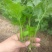圣皇芹菜苗大量上市价格优惠品质保证货源充足