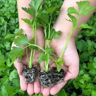 圣皇芹菜苗大量上市价格优惠品质保证货源充足