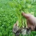 【热卖】法国皇后芹菜苗一手货源价格可谈品质保证基地发货
