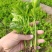 【热卖】法国皇后芹菜苗一手货源价格可谈品质保证基地发货