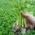 【热卖】法国皇后芹菜苗一手货源价格可谈品质保证基地发货
