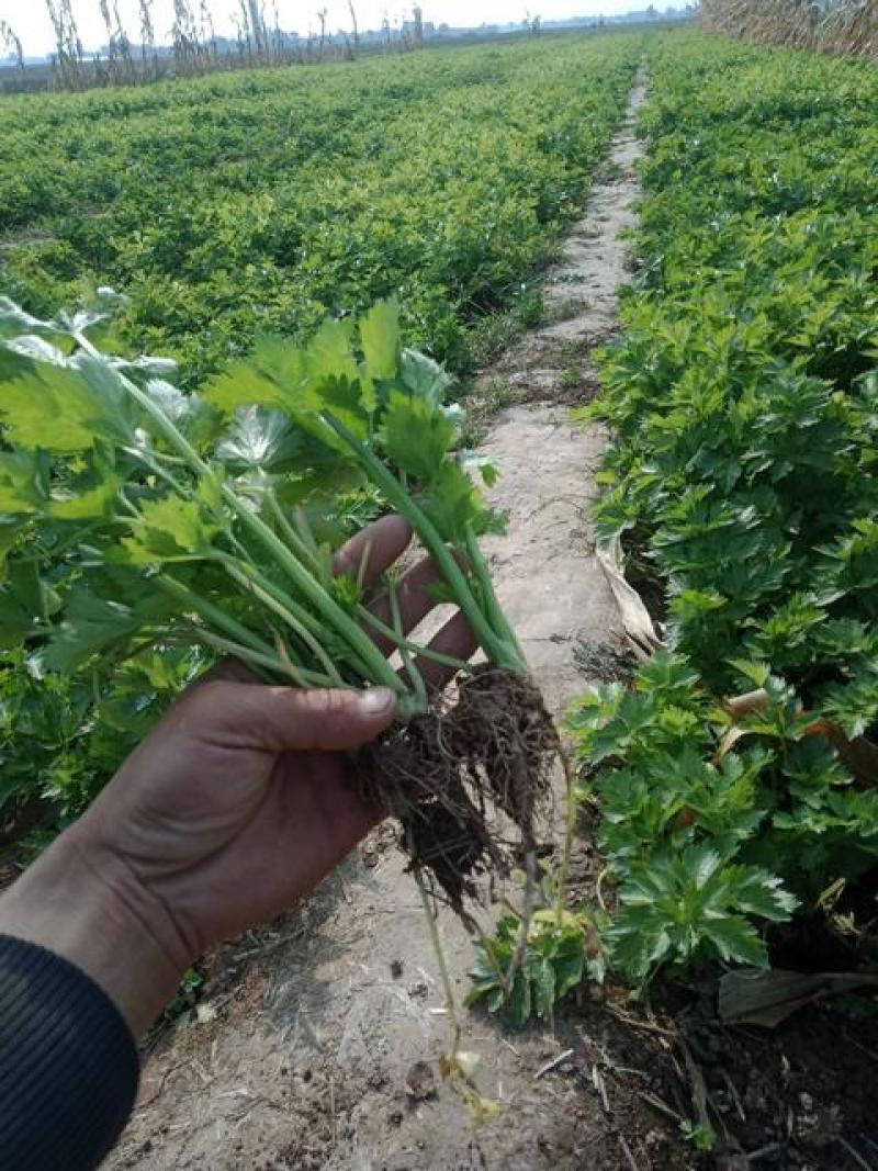 【热卖】法国皇后芹菜苗一手货源价格可谈品质保证基地发货