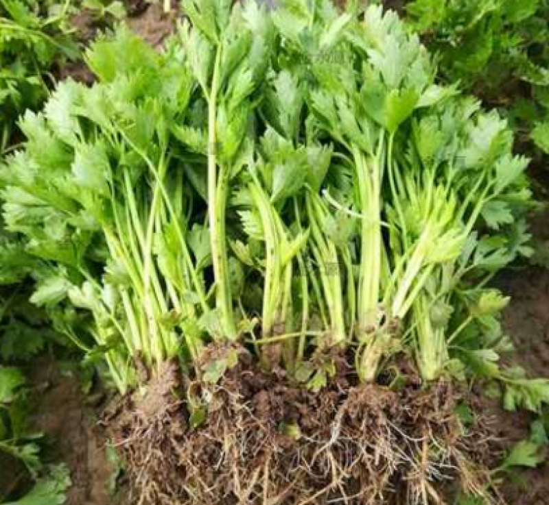 【热卖】法国皇后芹菜苗一手货源价格可谈品质保证基地发货