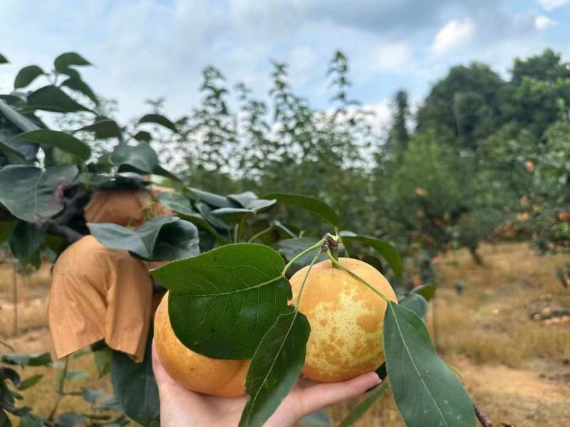 抚州金溪蜜梨，翠冠梨，皇冠梨，香甜可口，脆甜多汁，