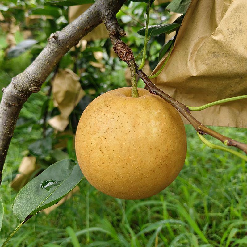 抚州金溪蜜梨，翠冠梨，皇冠梨，香甜可口，脆甜多汁，