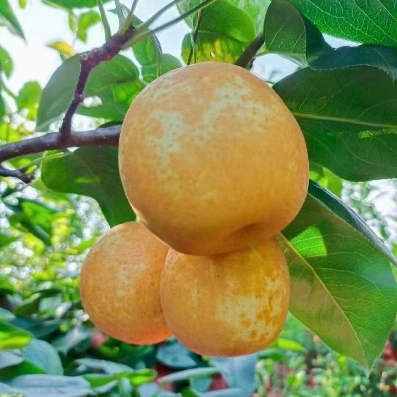抚州金溪蜜梨，翠冠梨，皇冠梨，香甜可口，脆甜多汁，