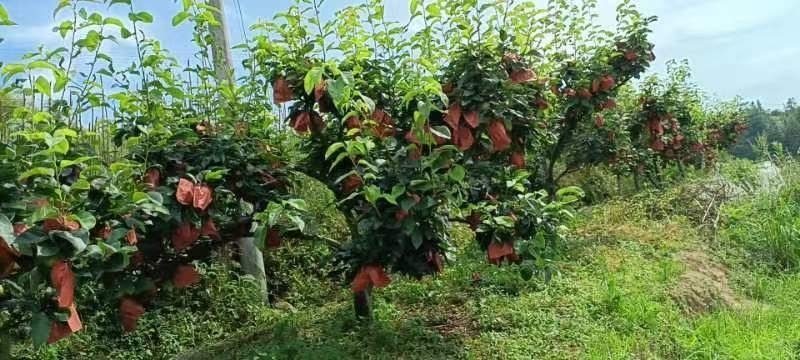 抚州金溪蜜梨，翠冠梨，皇冠梨，香甜可口，脆甜多汁，