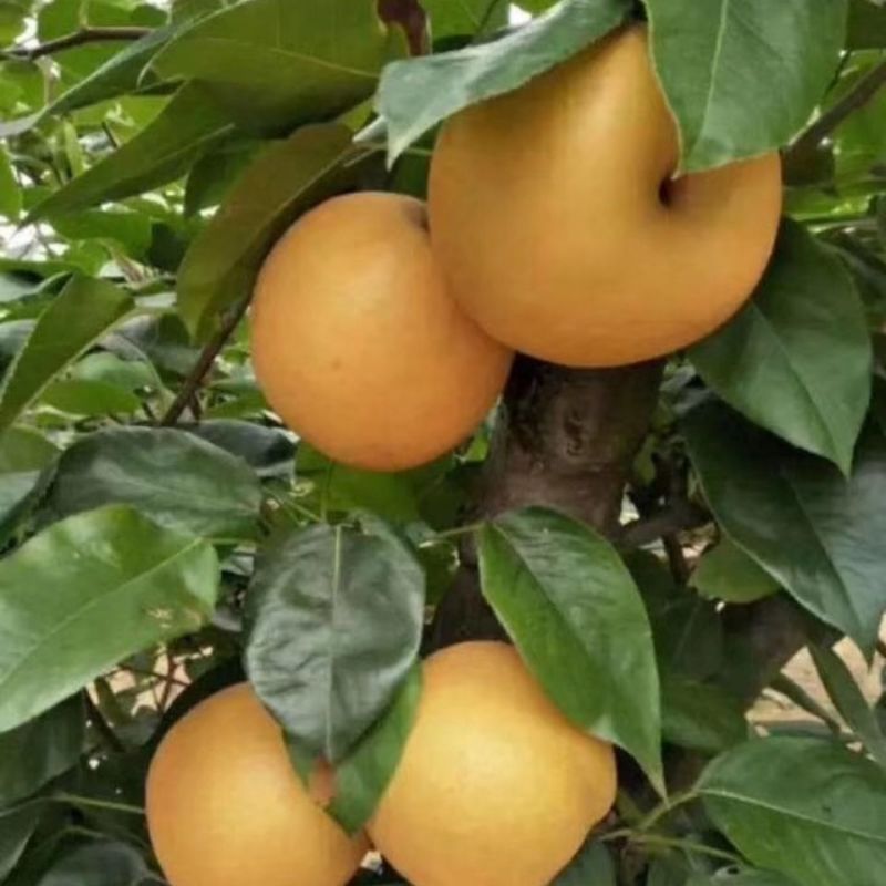 抚州金溪蜜梨，翠冠梨，皇冠梨，香甜可口，脆甜多汁，