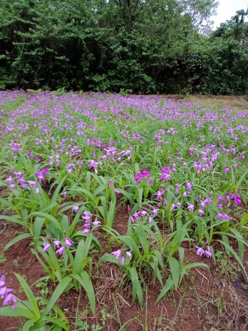 六年紫花百芨