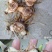 六年紫花百芨