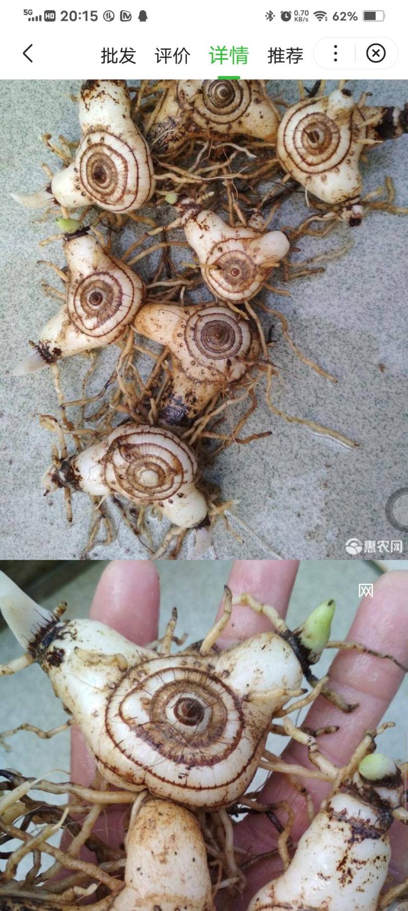六年紫花百芨