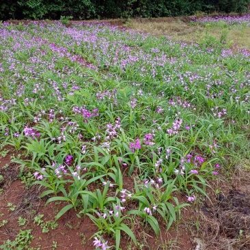 六年紫花百芨