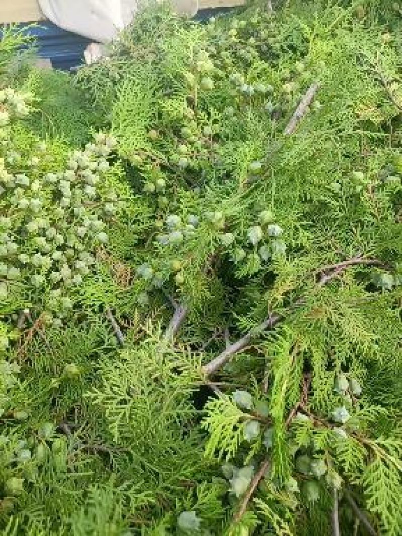 柏果柏树果侧柏果柏树疙瘩量大质优出仁率高
