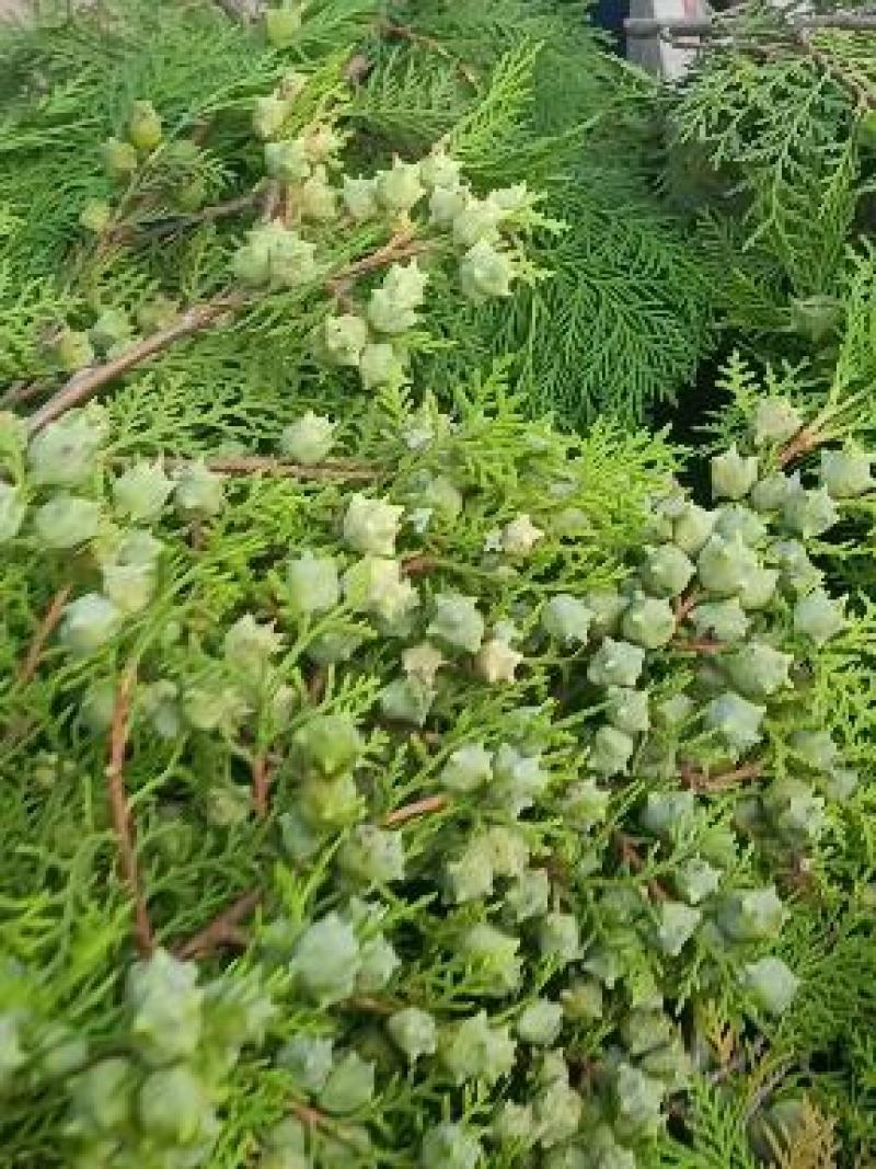 柏果柏树果侧柏果柏树疙瘩量大质优出仁率高
