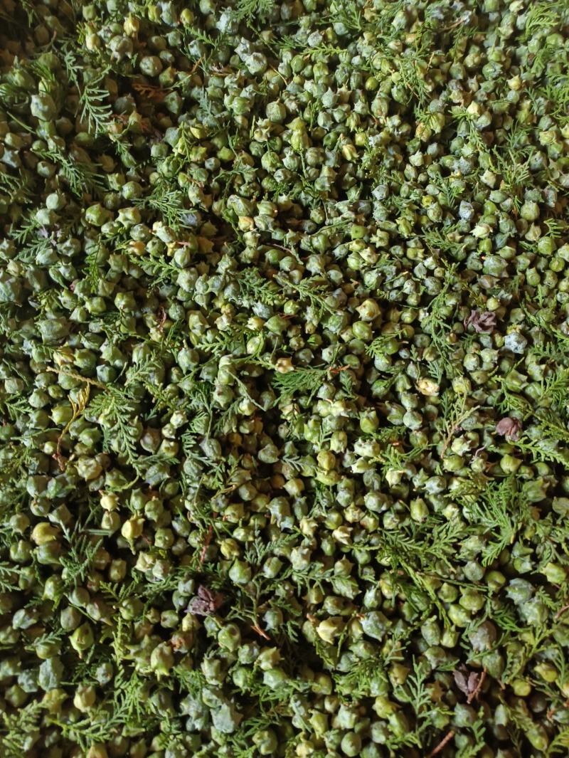 柏果柏树果侧柏果柏树疙瘩量大质优出仁率高