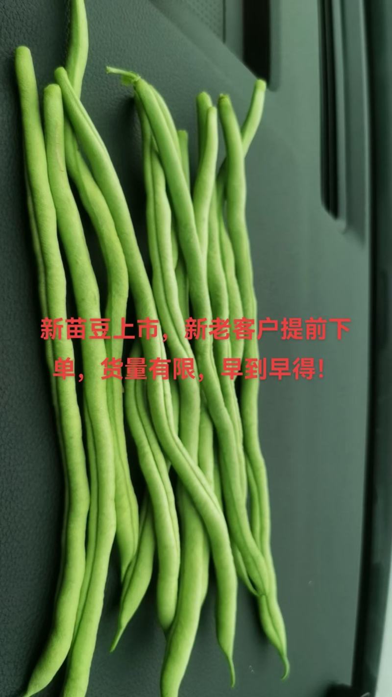 高原架豆王