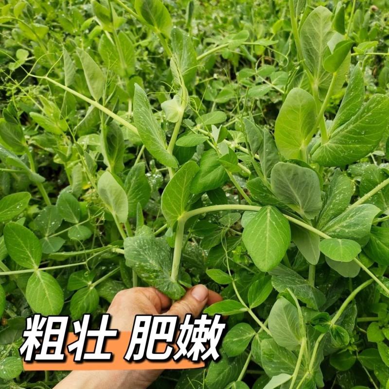 豌豆尖种子豌豆苗大黑眉黑芽豌豆黑嘴豌豆非无须吃豆苗种
