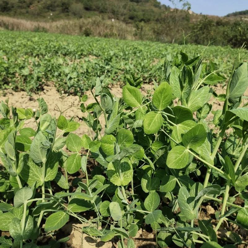 豌豆尖种子豌豆苗大黑眉黑芽豌豆黑嘴豌豆非无须吃豆苗种