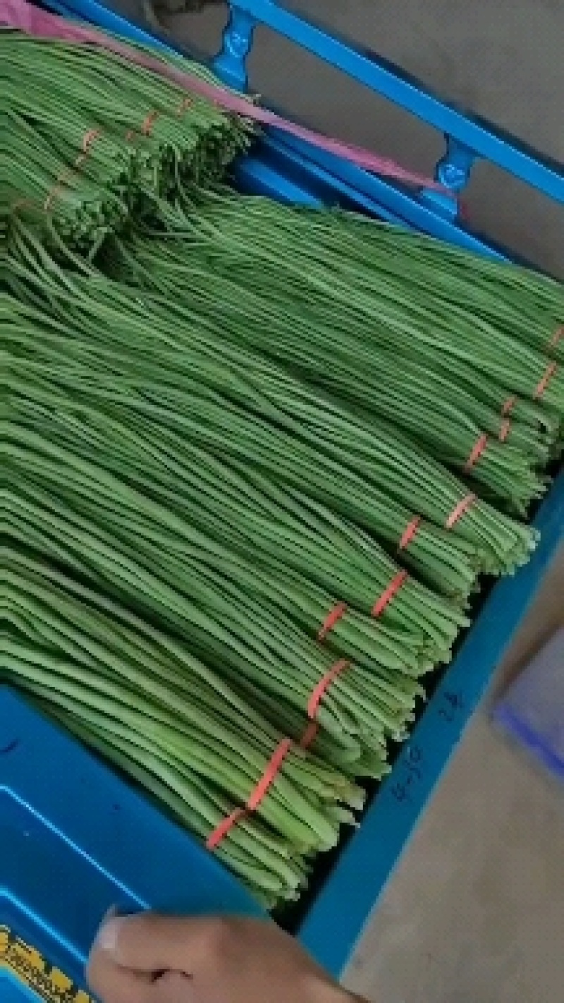 河北邯郸本地长豆角大量上市，货源充足，保证质量。