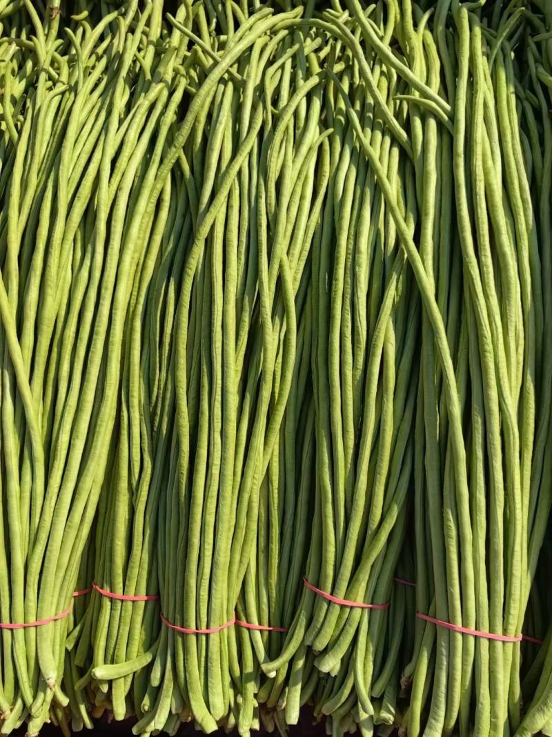河北邯郸本地长豆角大量上市，货源充足，保证质量。