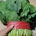 河北邯郸永年菠菜货源充足大量现货对接批发市场商超团购