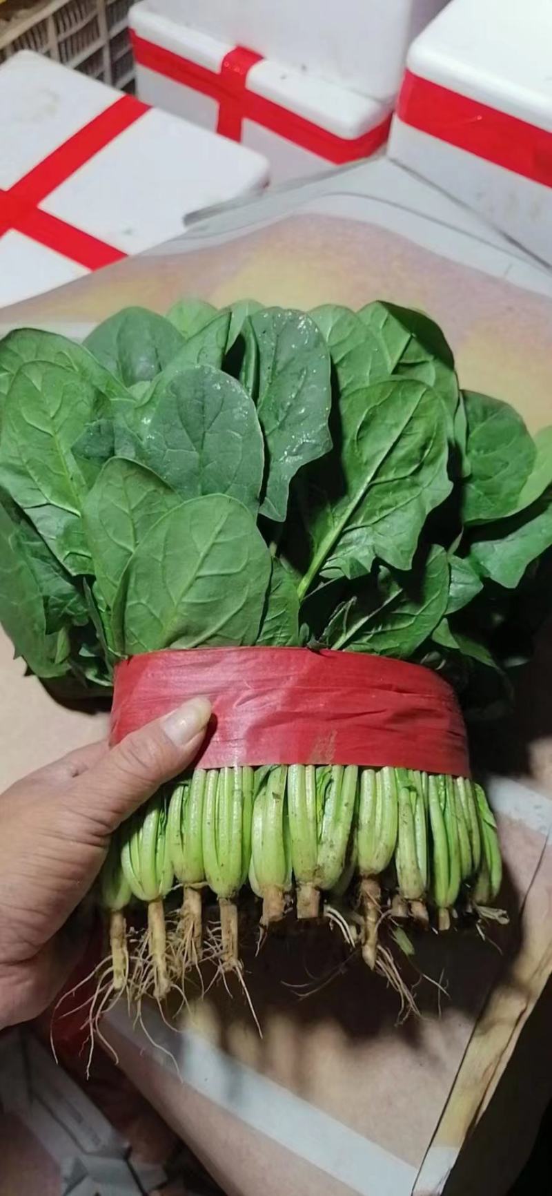 河北邯郸永年菠菜货源充足大量现货对接批发市场商超团购