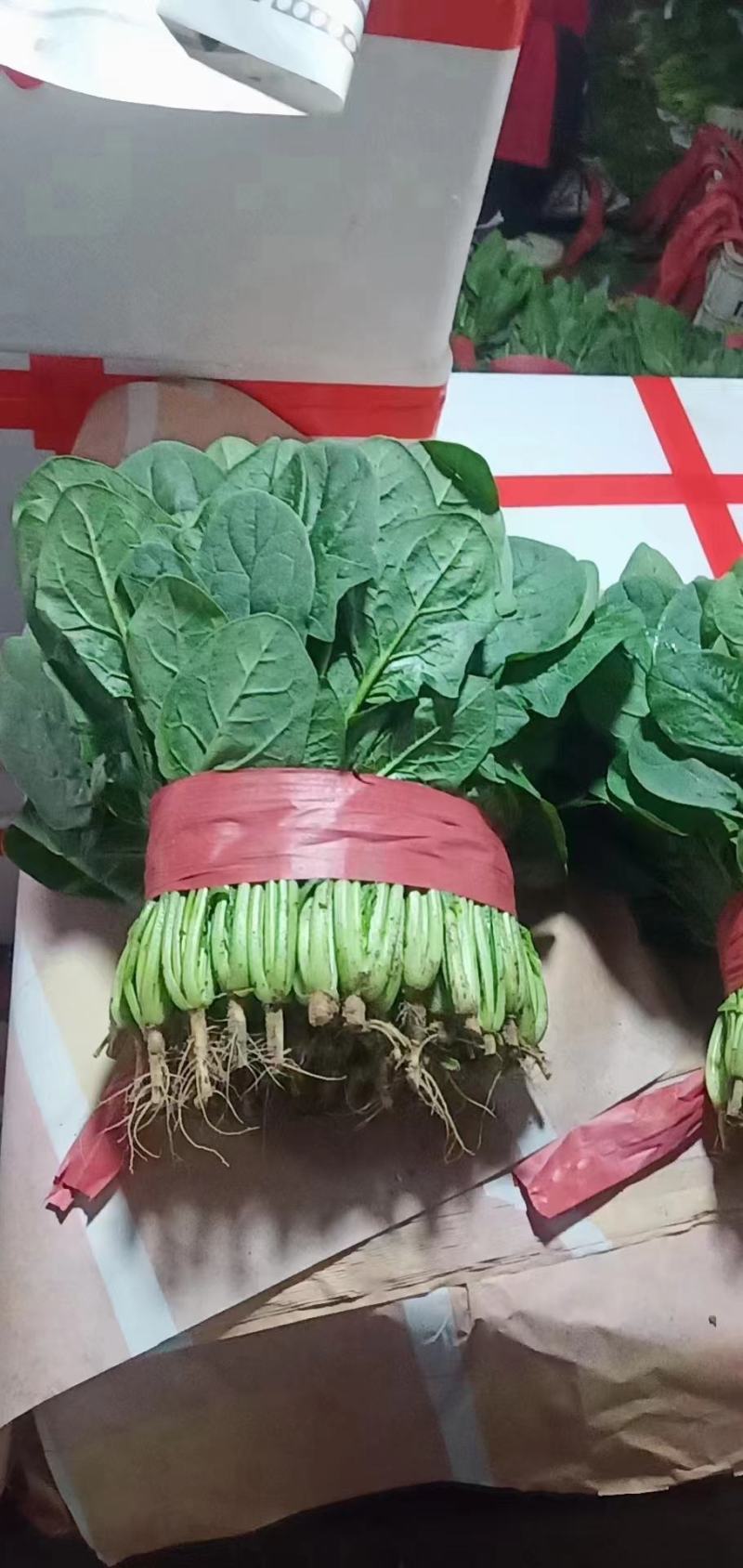 大叶菠菜，邯郸永年产地直供，一手货源，质量好，价格优惠