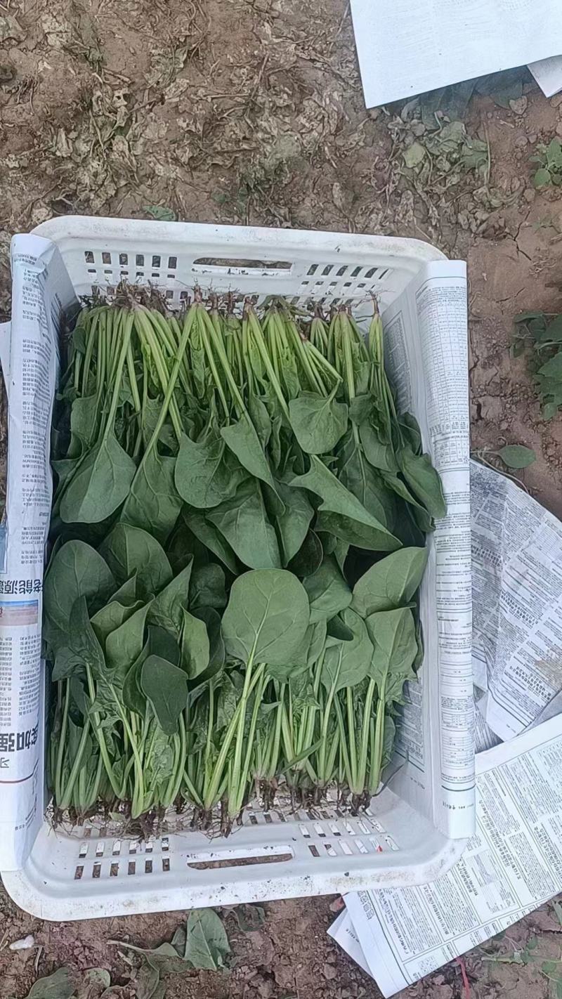 大叶菠菜，邯郸永年产地直供，一手货源，质量好，价格优惠