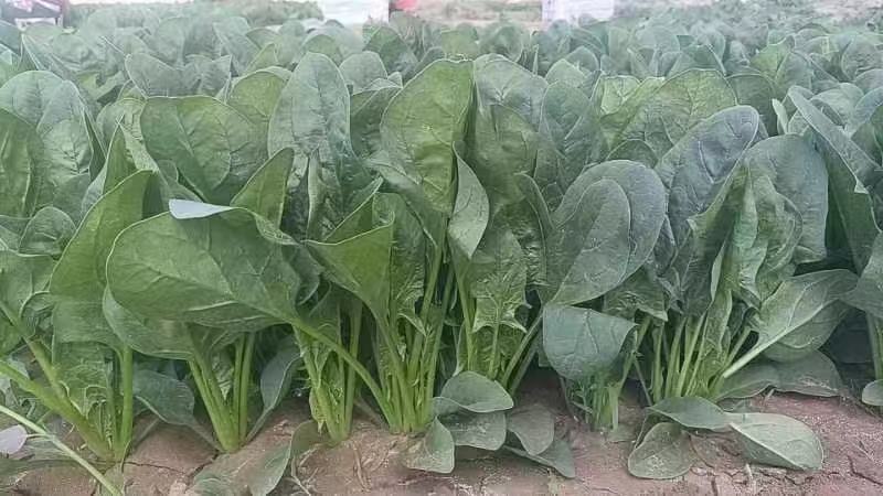 大叶菠菜，邯郸永年产地直供，一手货源，质量好，价格优惠
