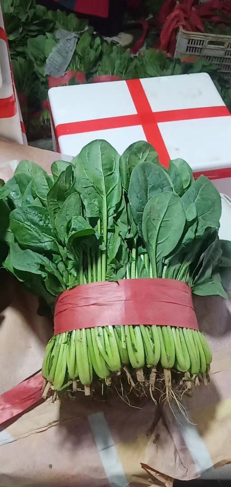 大叶菠菜，邯郸永年产地直供，一手货源，质量好，价格优惠