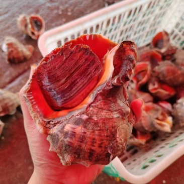海边海螺