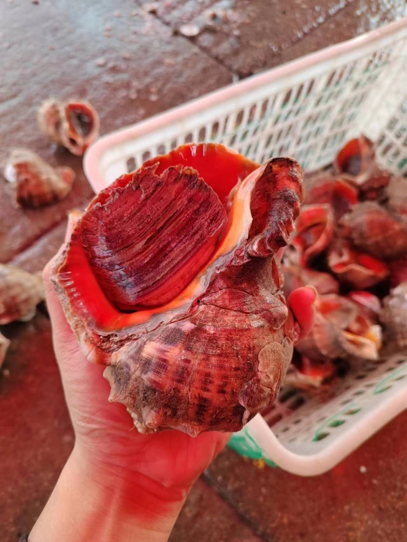 海边海螺