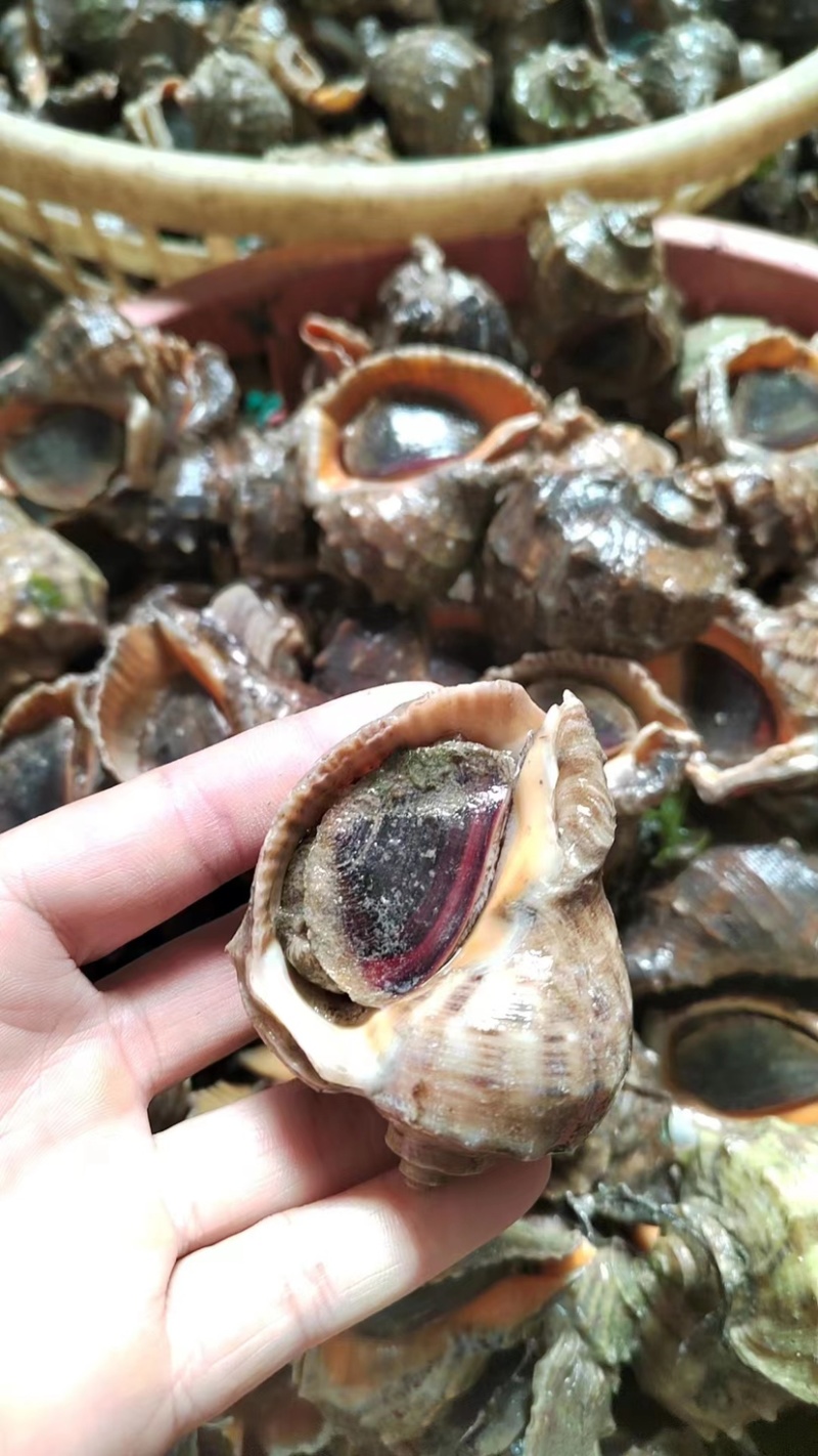 海边海螺