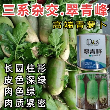 三系杂交青萝卜种子翠青峰绿皮绿肉两头挺圆柱超791罐萝卜