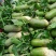 三系杂交青萝卜种子翠青峰绿皮绿肉两头挺圆柱超791罐萝卜