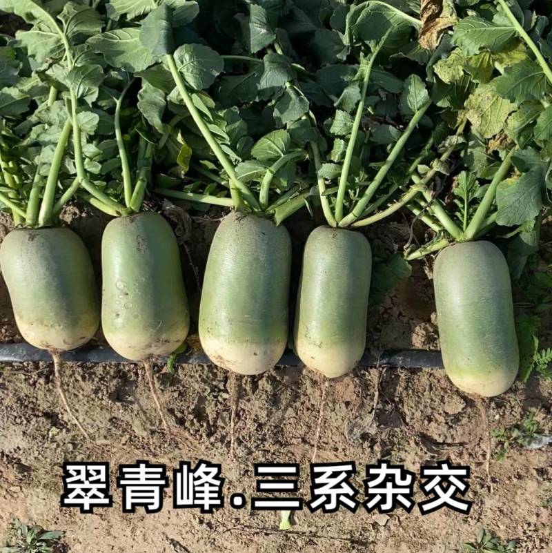 三系杂交青萝卜种子翠青峰绿皮绿肉两头挺圆柱超791罐萝卜
