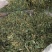 野生绞股蓝中药材七叶草绞股蓝七叶胆中草药绞股蓝草500克