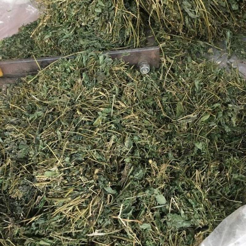 野生绞股蓝中药材七叶草绞股蓝七叶胆中草药绞股蓝草500克